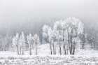 Wyoming, Jackson. Grand Teton NP, A foggy morning of frosty cottonwood trees and sagebrush Art Print